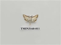 藏品(螟蛾323)的圖片